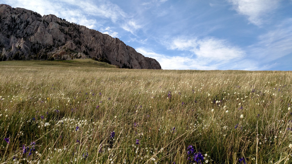 Gorgeous wildflowers.