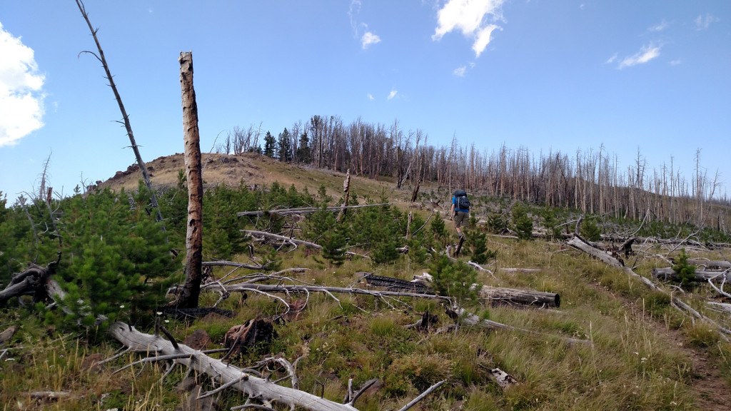 Climbing through the 2001 Fridley Fire burn zone.