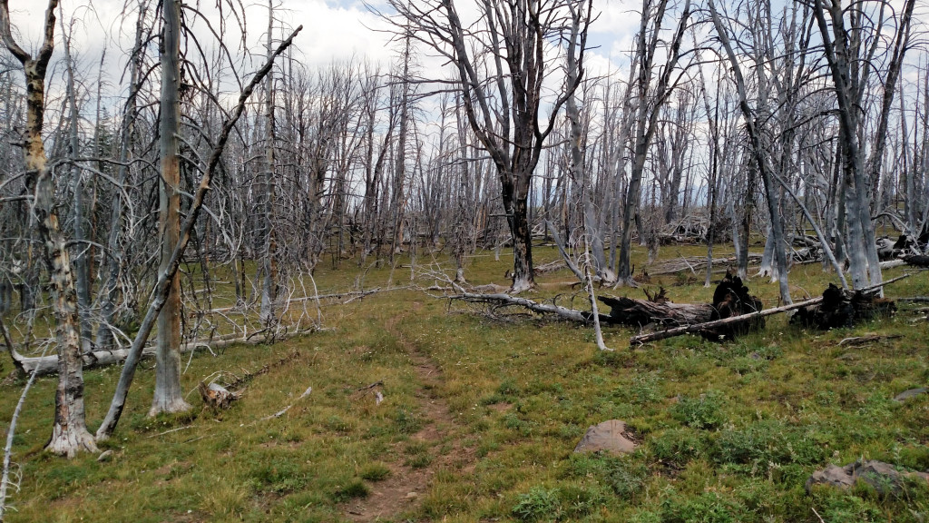 West Pine Trail. The trailhead is just north of the North Dry Creek trailhead.