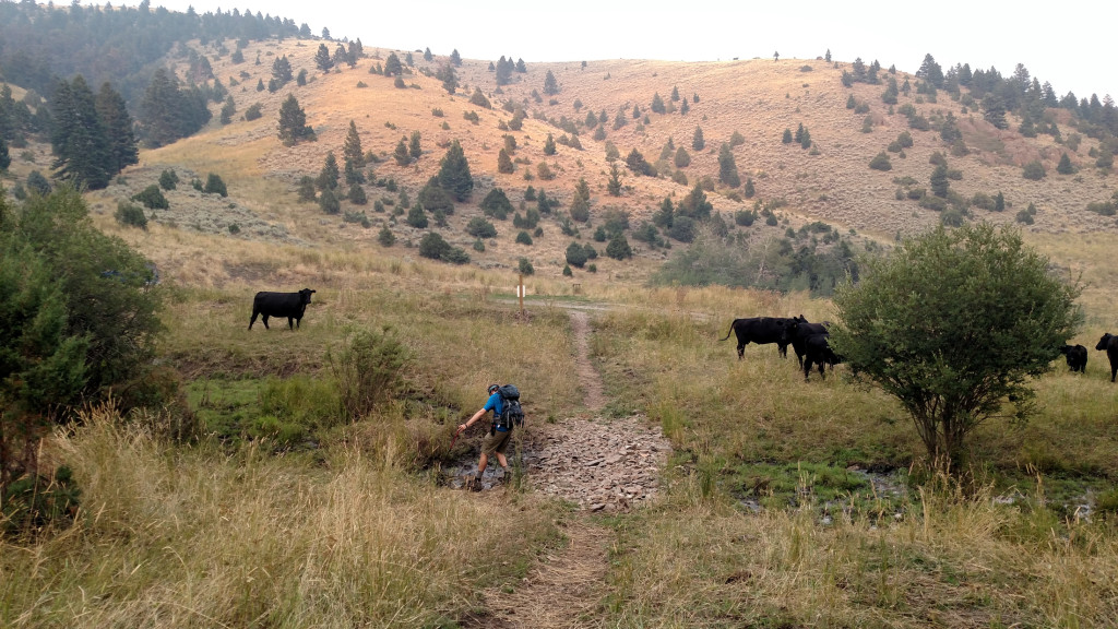 We were greeted by some friendly cows upon our return.