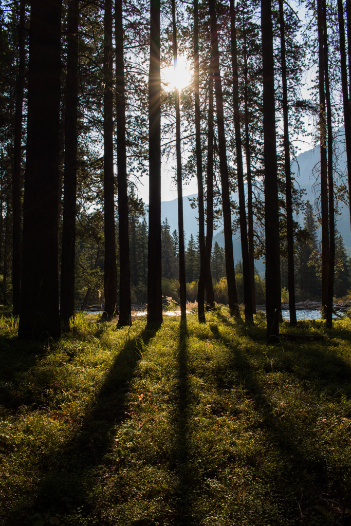 Early mornin’ shot of the woods.