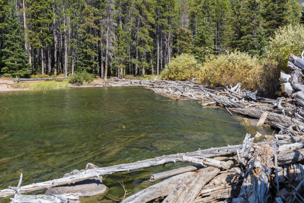 The log jam leading to the campsite.