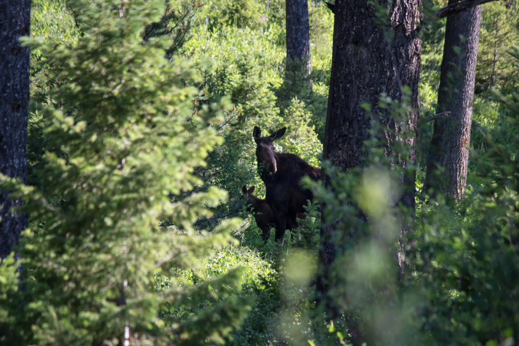 The moose and its calf.