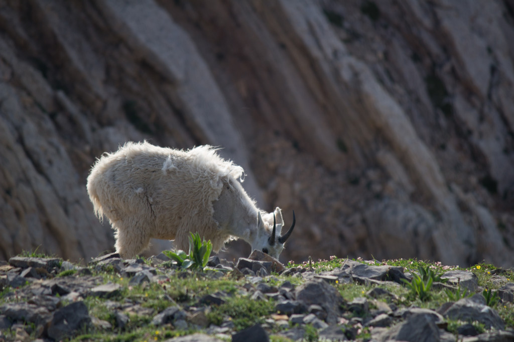 A mountain goat munchin’ on some grass.