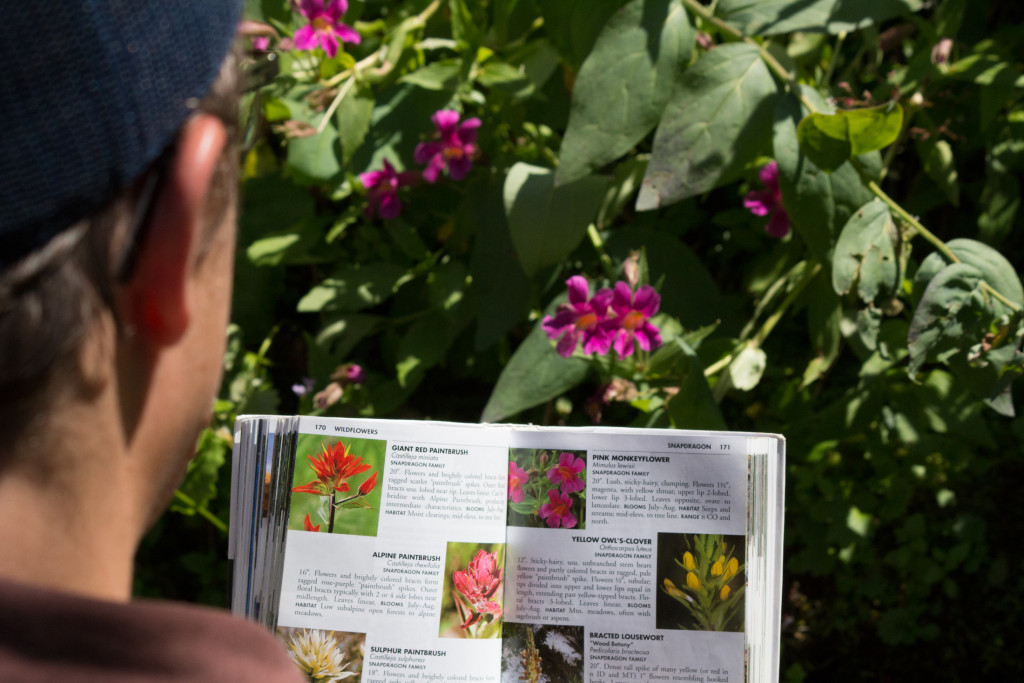 Identifying a Pink Monkeyflower.