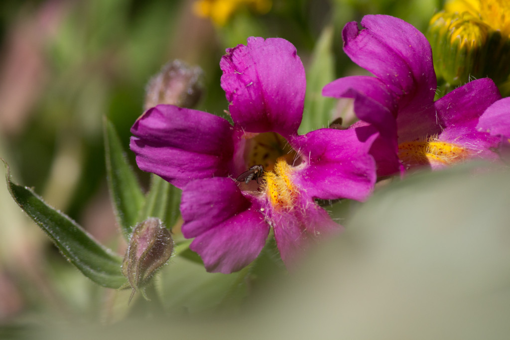 Closeup of a Pink Monkeyflower.