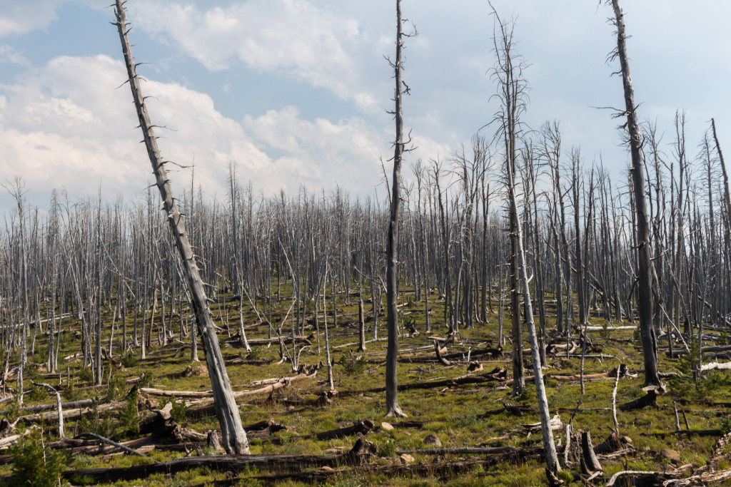 Dead trees for miles and miles.