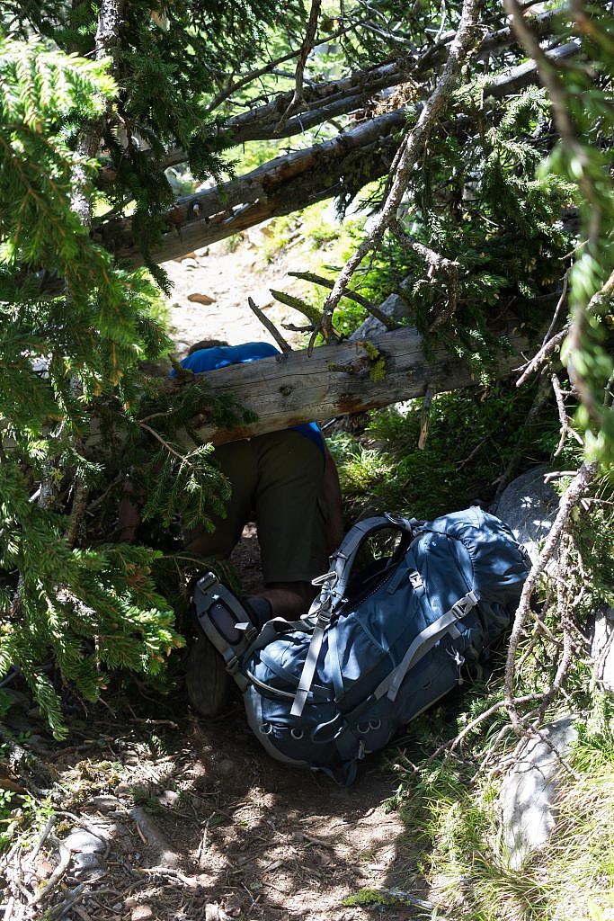 Arlo tunneling under a fallen tree. There’s actually a spur trail that leads around the tree but we were too airheaded to see it on the way up. I blame Arlo for all our troubles though since he’s always in the lead.