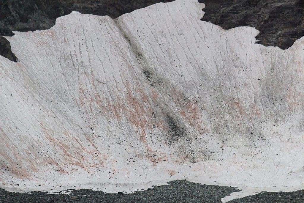 Closeup of the permanent snow patch above Swamp Lake. The pinkish streaks are known as watermelon snow. It’s actually actually a green algae with a red pigment that thrives in freezing temperatures. Pretty cool!