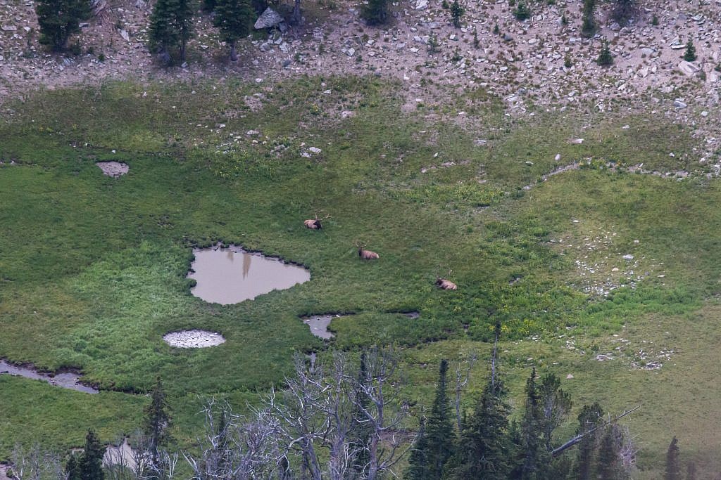 Right as we made it to the saddle we observed a group of bulls in the basin below us.