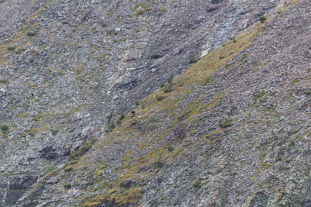 Didn’t see any more goats but we spotted a baby black bear scrambling around on the ridge.