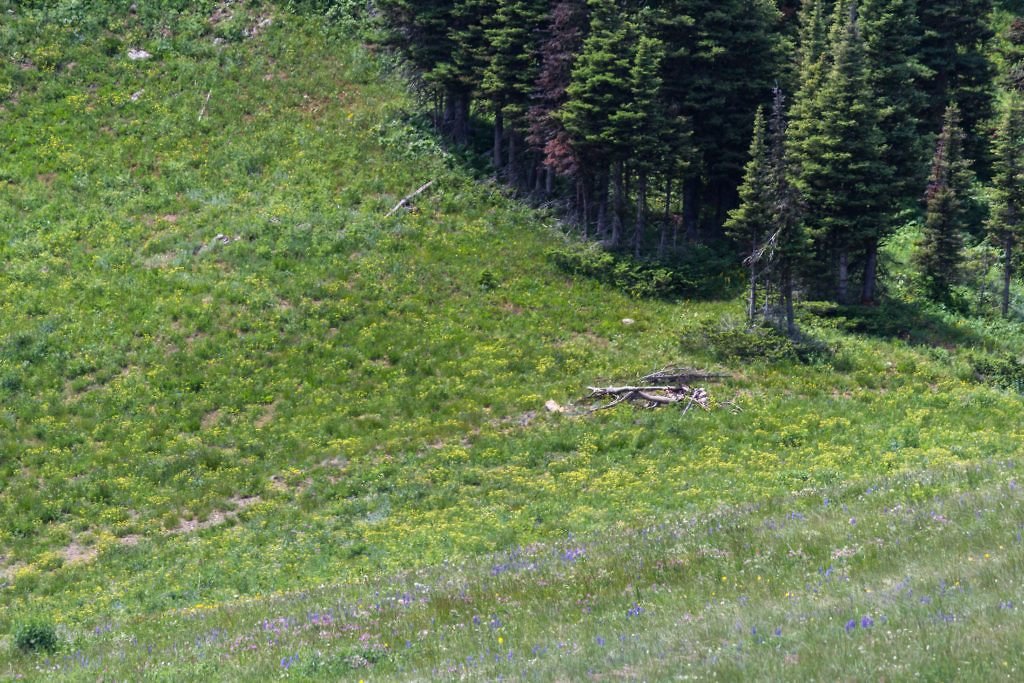 Closeup of campsite. Photo taken June 2016.