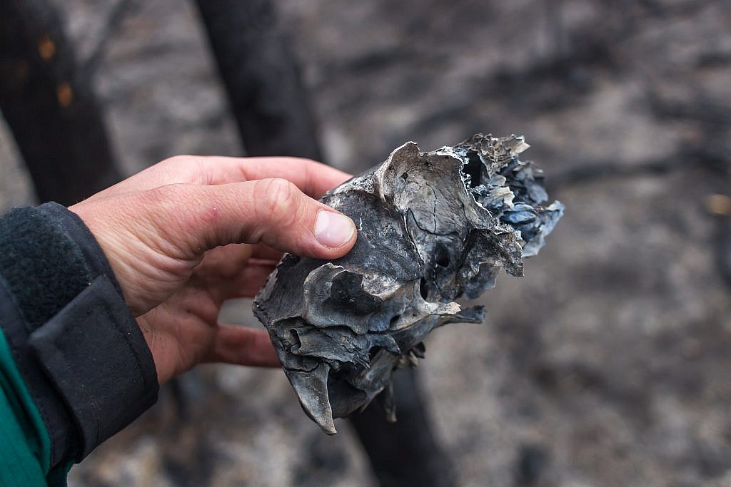 A charred skull I found on the surface of the rubble.