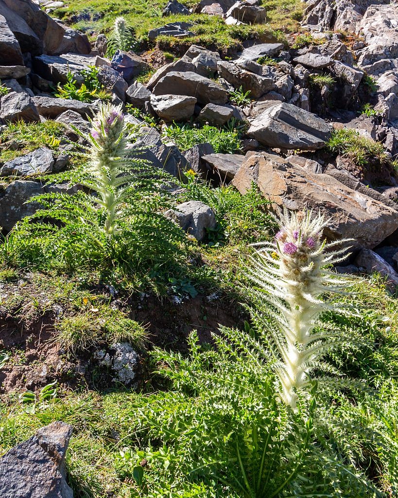 Watch for thistles on the way up!