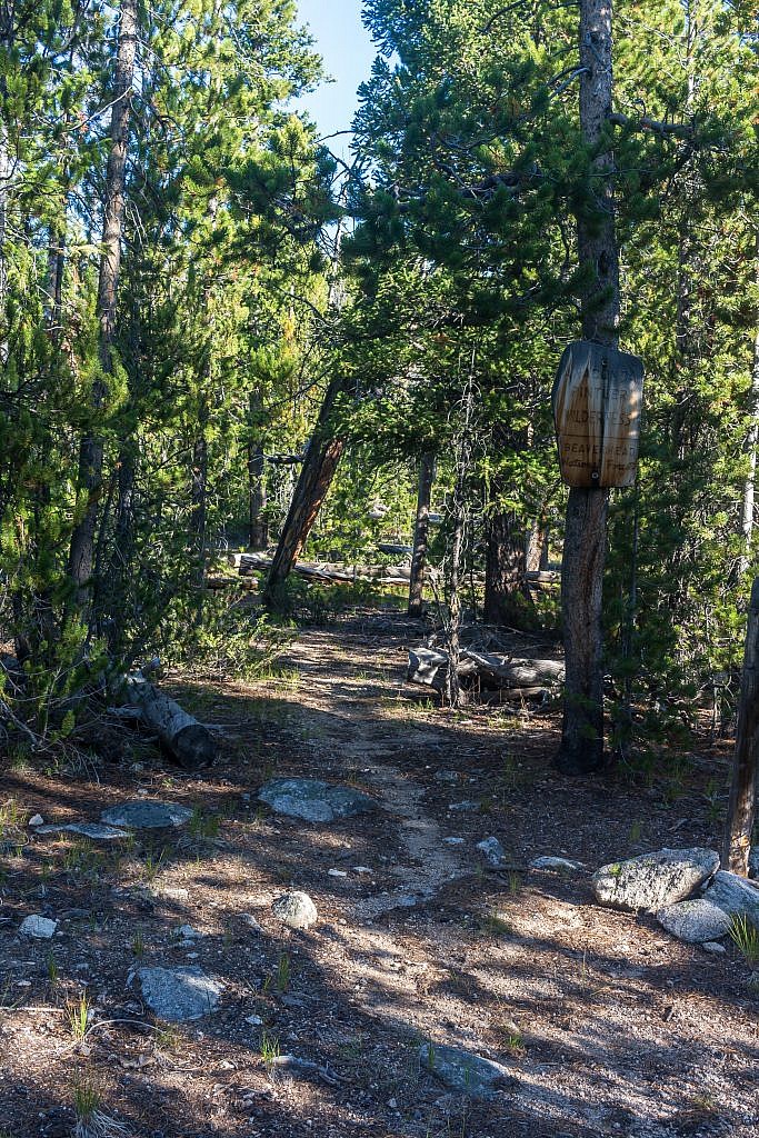 Entering the Anaconda-Pintler Wilderness. Much of the first 5ish miles of the hike are through a homogeneous forest.