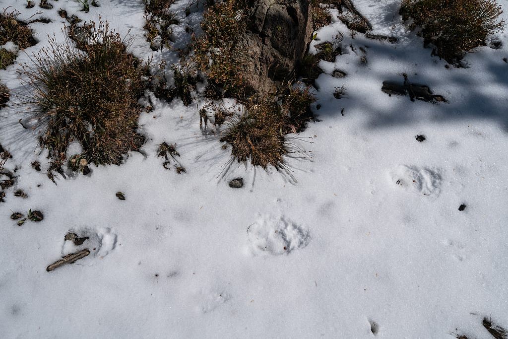 Possible bear tracks in the snow.
