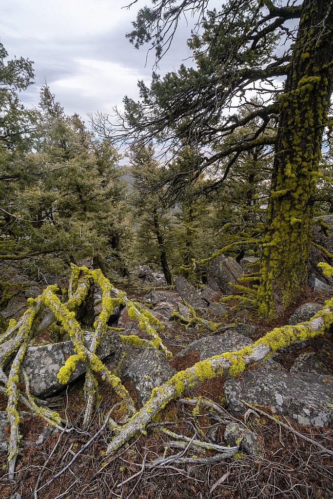 The final ascent includes some rocky sections and just all-around nasty terrain but there were some cool moss-covered trees along the way!