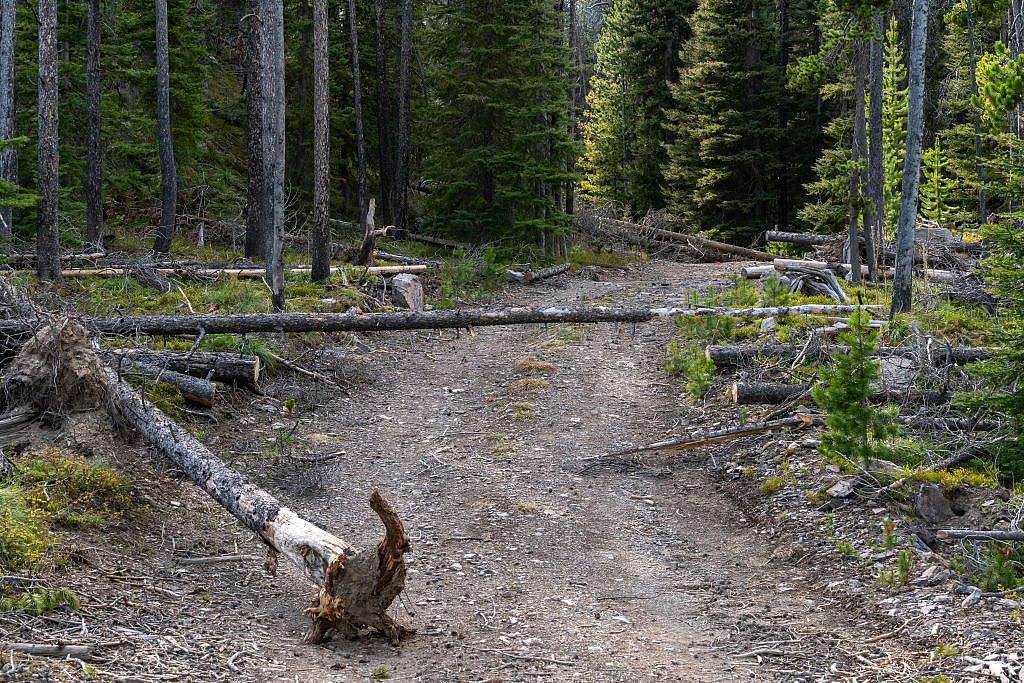 Trees blocking the road. I parked here which is about a mile from the summit.