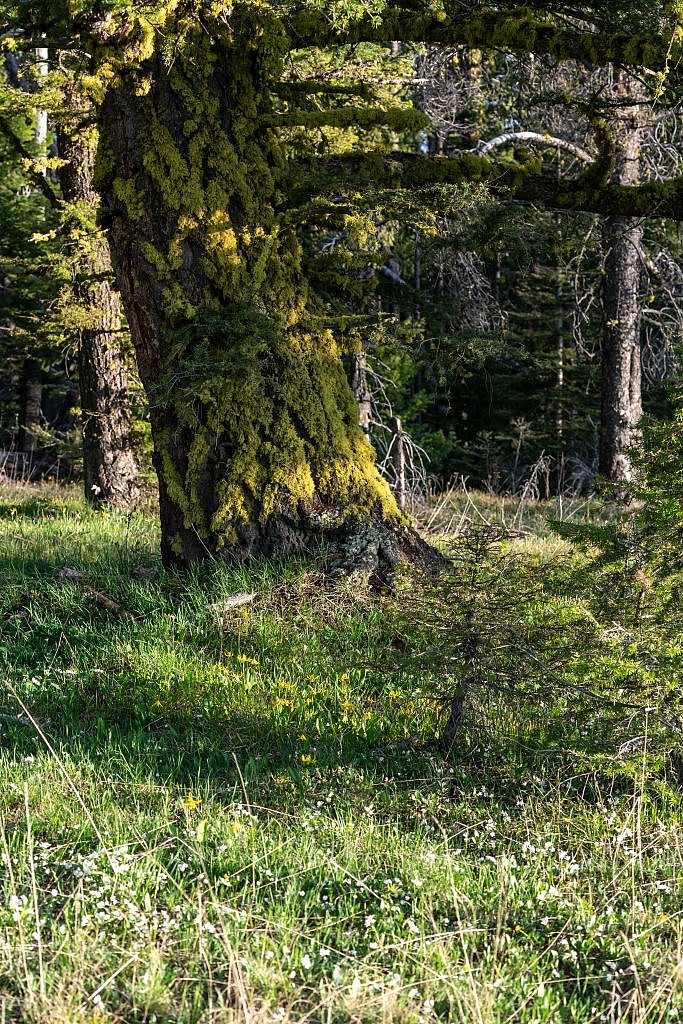 My campsite was surrounded by glacier lilies and these mossy trees which lit up beautifully just before sunset.