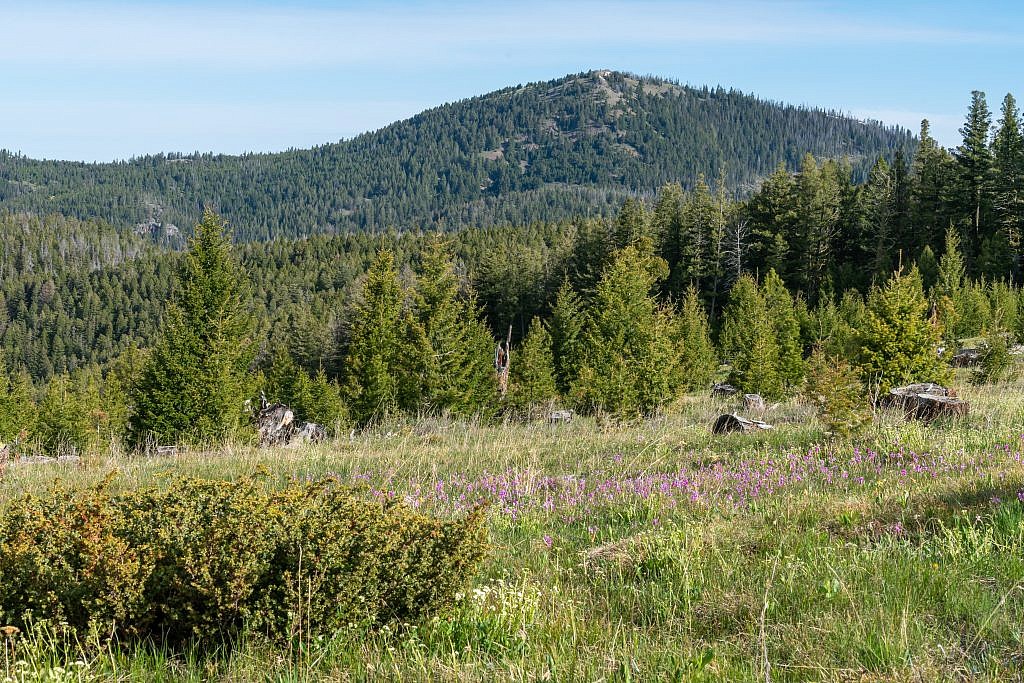 Old Baldy Mountain.