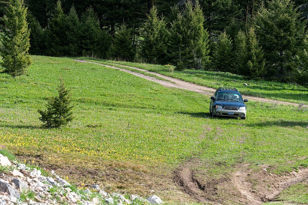 Took a pit stop in this beautiful meadow on the way out to get a shot of Old Baldy. The wildflowers were just out of this world.