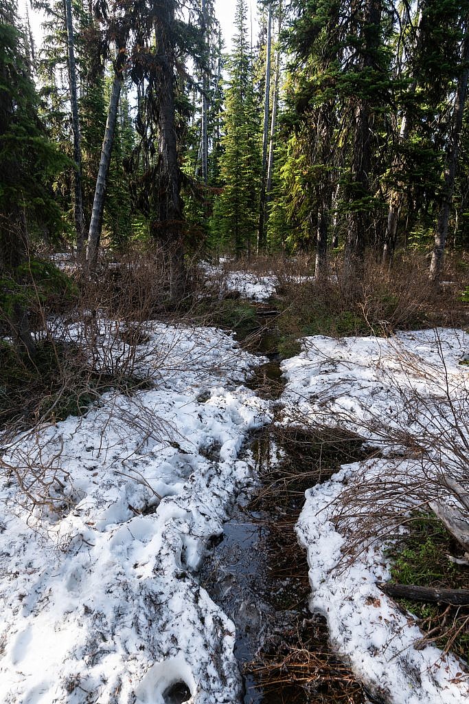 The trail turned into a full-blown creek for a short distance at the start.