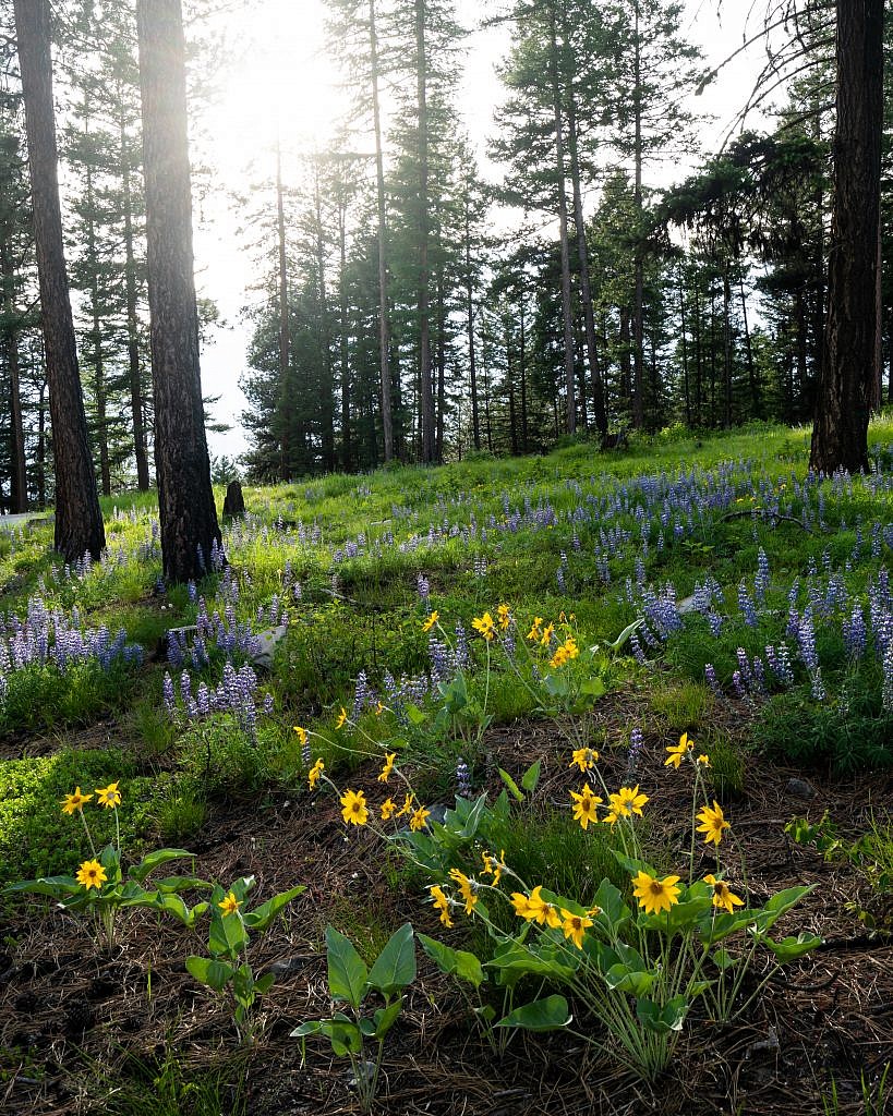 A gorgeous field of arrowleaf balsamroot and silver lupine along the road on my way out.