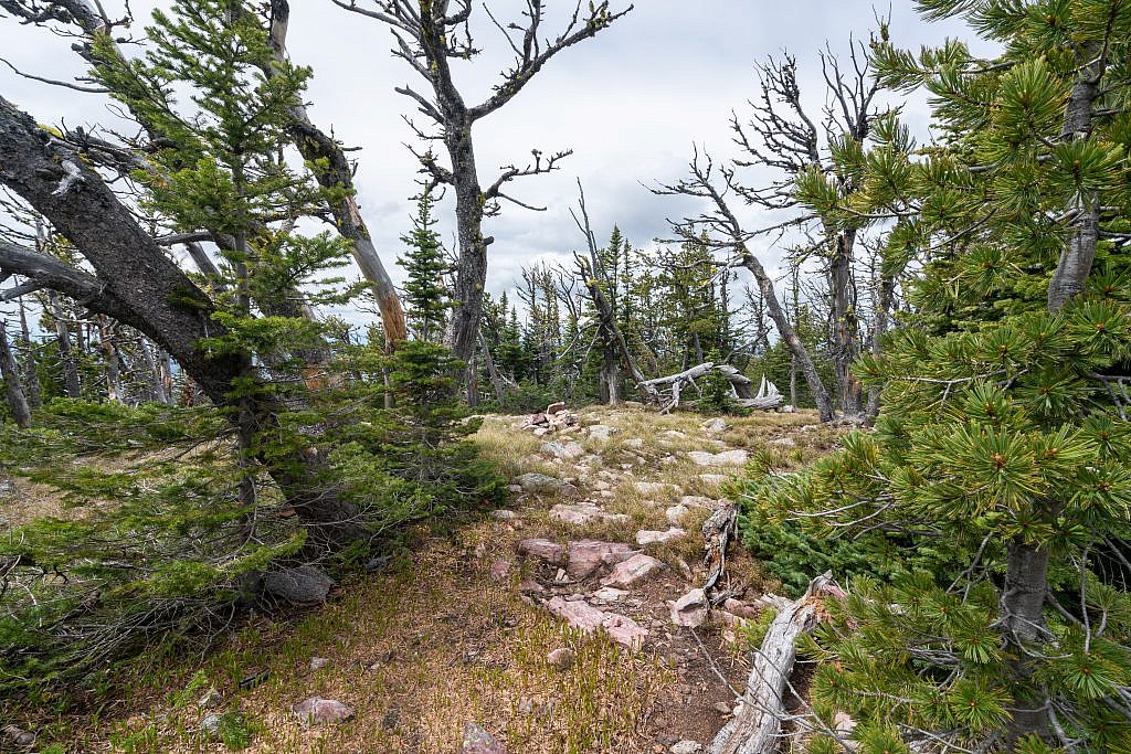 The summit of Black Mountain is completely covered in trees.