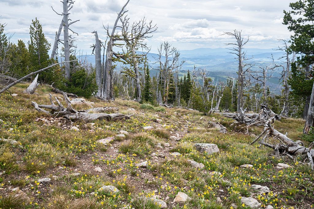 Glacier lilies were everywhere near the top.