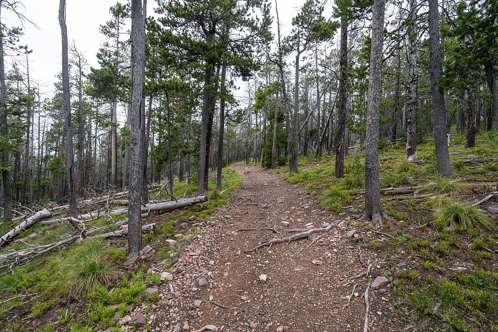 The majority of the hike is spent along this forested ridge.