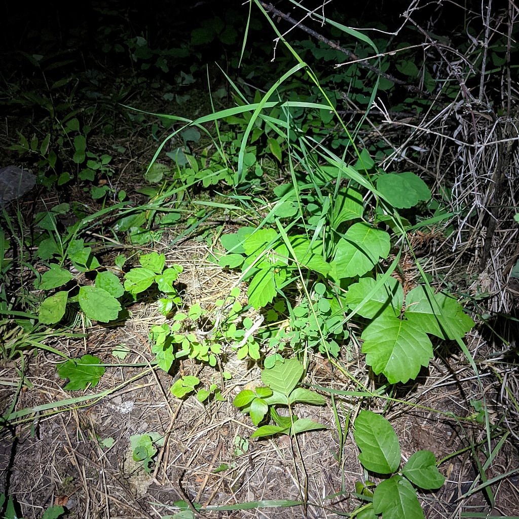 Of all the exploring I’ve done in Montana I’ve only encountered poison ivy in two places. The first place is Bear Trap Canyon just outside of Bozeman and the second was by my campsite at Cascade Creek Campground. This stuff looks especially oily and healthy.