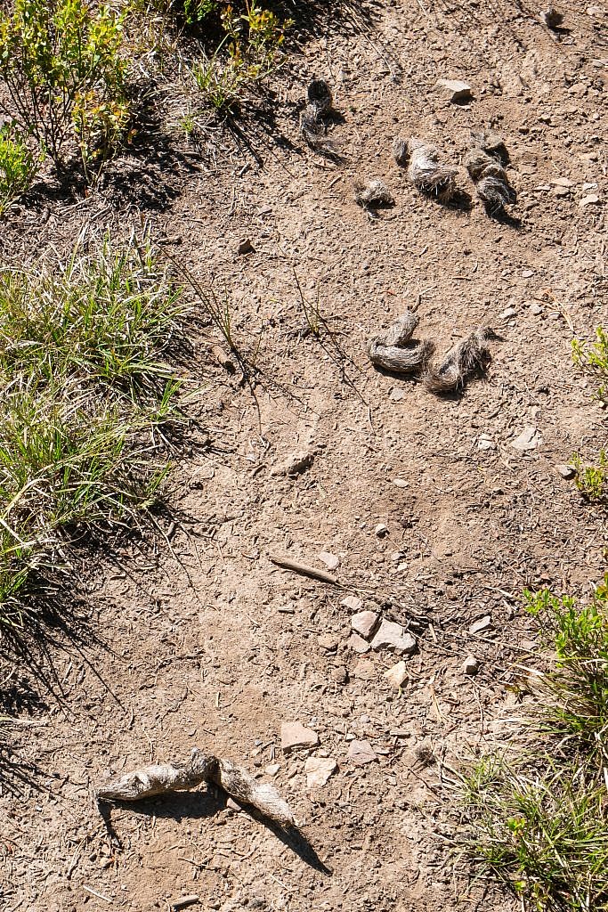 Probable mountain lion scat.