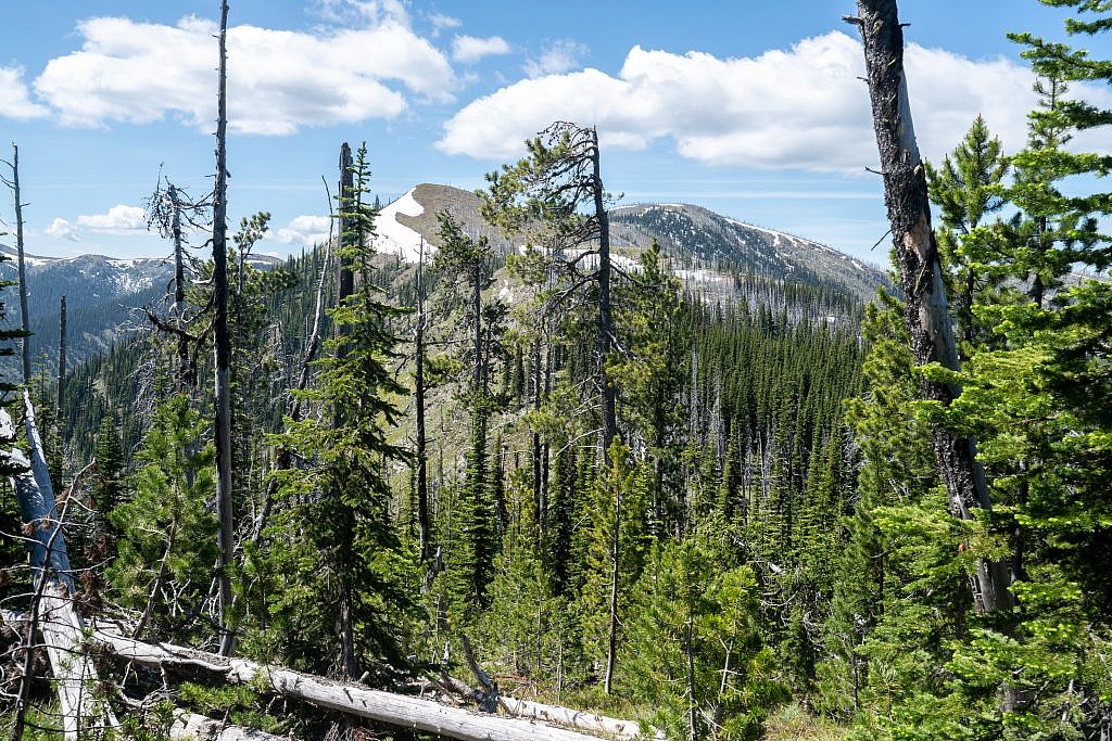 There’s a little bit of bushwhacking through the last section of trees before ascending above the treeline.