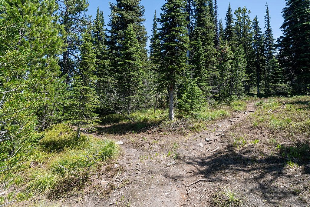 The fork in the trail. The main trail follows the right fork but you can follow the left fork to a viewpoint above Tuffy’s Lake or even descend to the lake which looks like an excellent backpacking spot.