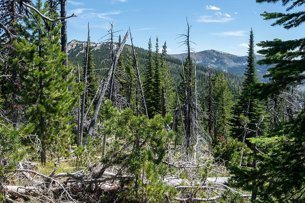 Looking south along Eddy Ridge towards Cherry Peak (right) near the start of the hike. The trees don’t provide much cover so make sure you prepare for the sun.