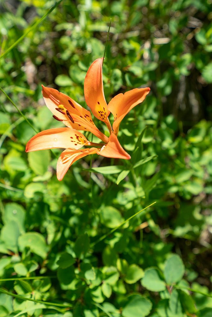 A gorgeous wood lily.