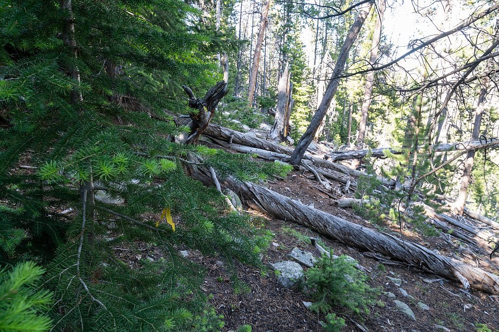 The sidehilling section is just a mess of deadfall and undergrowth with virtually no indication of an established route. I did encounter some yellow tape on this tree. What good this was I cannot say.