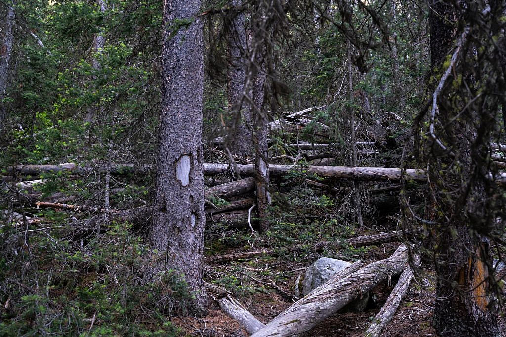 Looking back at the final bushwhacking section from the bottom of the hill. This section was hell and it would be much more tolerable at the start of the hike versus the end.