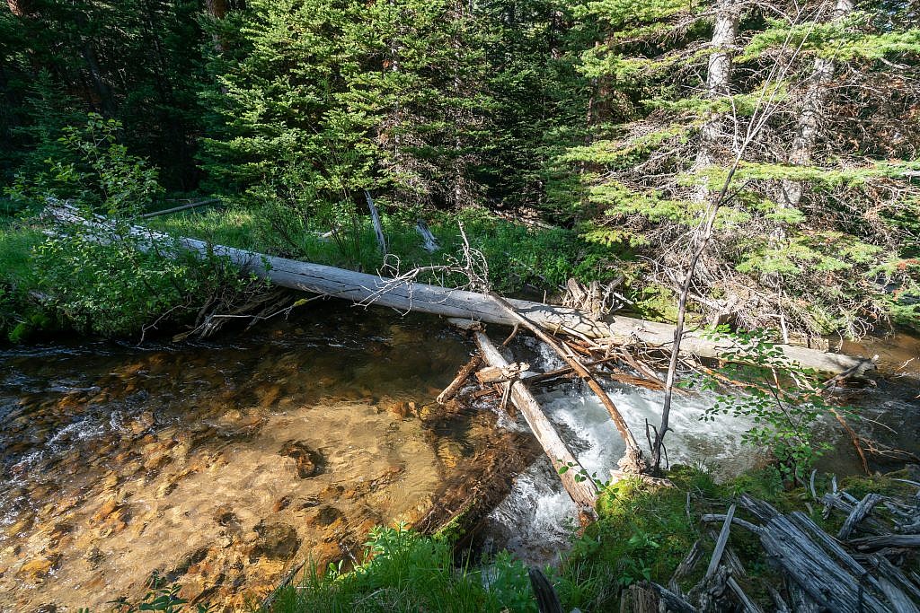 The piddly little log bridge crossing Gorge Creek. It’s not as stable as it looks and falling into the fast moving creek would’ve been disastrous but I went for it anyway and took the final step back to safety.